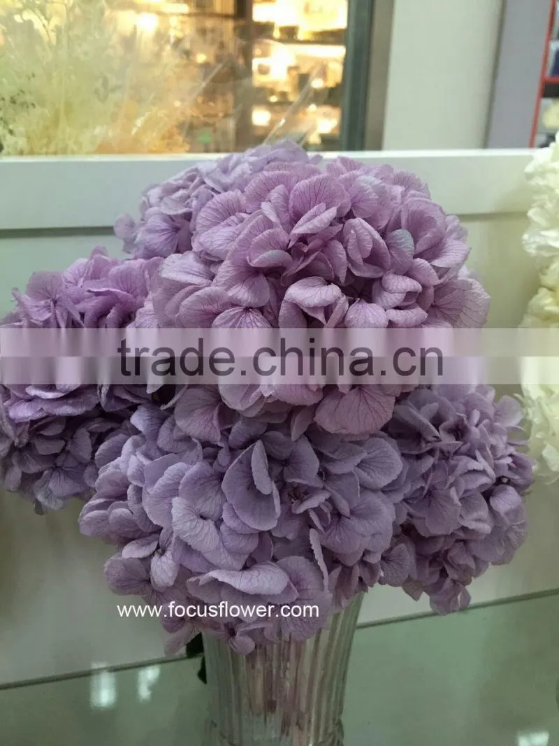 Wholesale Preserved Flower White Hydrangea With High Quality