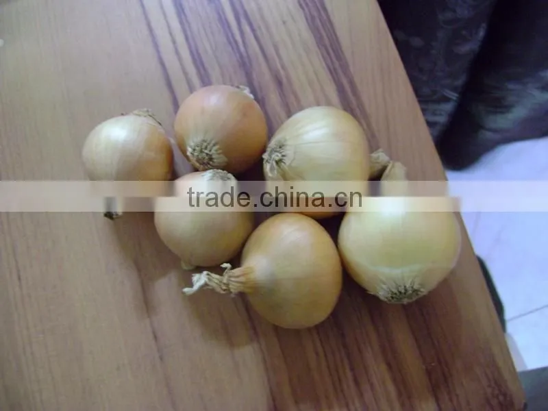 Onion
