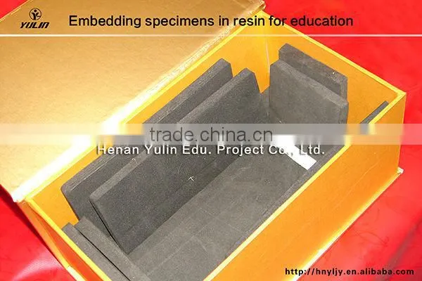 3D primary school standard clam specimen for biology teaching