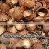 COCONUT SHELLS