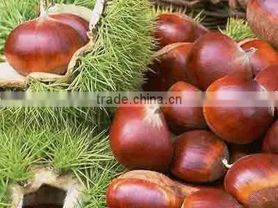 Chinese fresh chestnut with high quality good price
