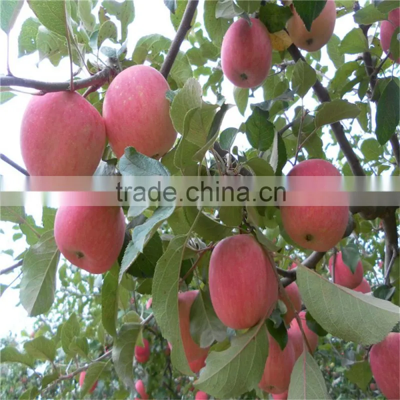 Best Price Fresh Thin Peel Fuji Apple