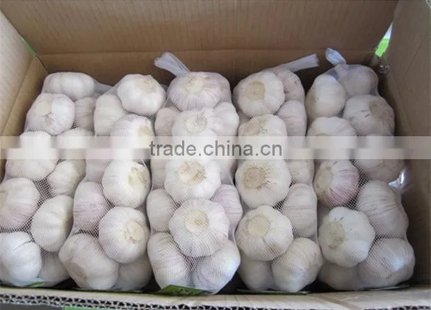 Fresh garlic fresh red garlic