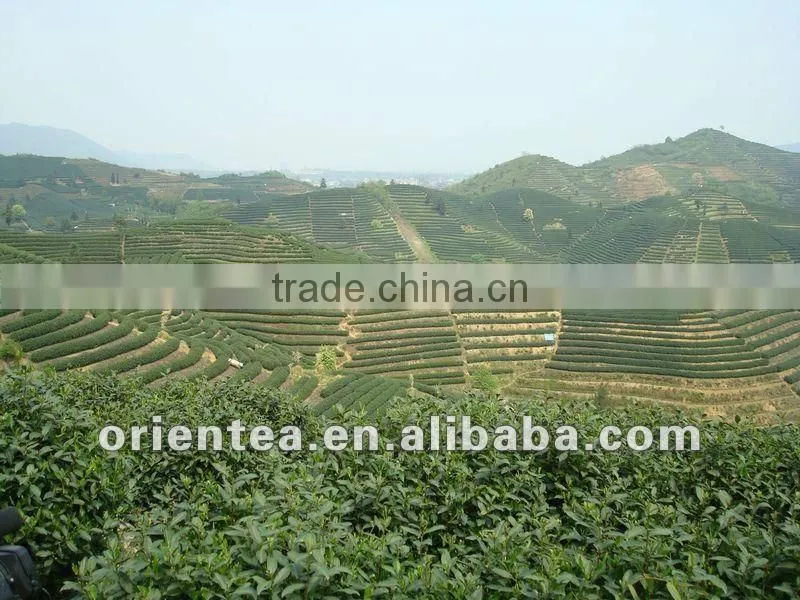 china mee tea 41022 geen tea chun mee