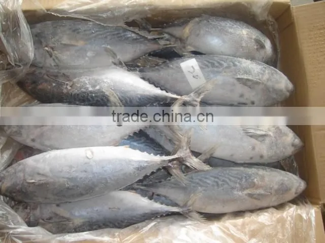 frozen whole round bonito fish