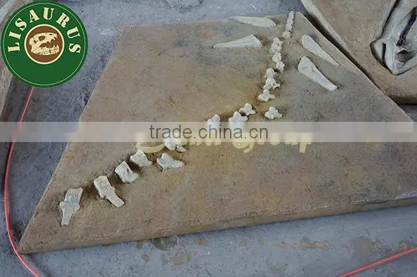 JLDF-0342 Excavation Site Dinosaur Fossil slabs