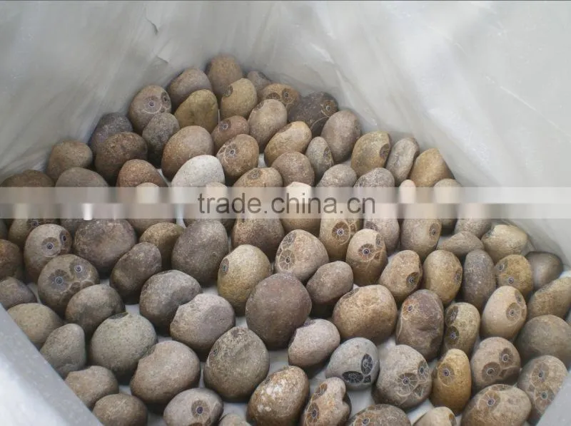 fish engraved river stone