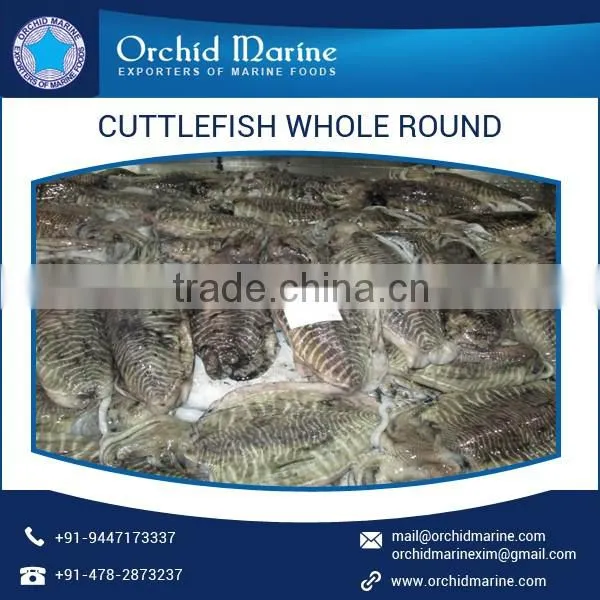 Trusted Quality Fresh and Organic Frozen Cuttlefish Whole Round