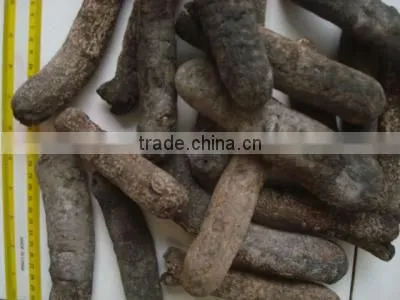 Dried Sea cucumber/ Dried Trepang