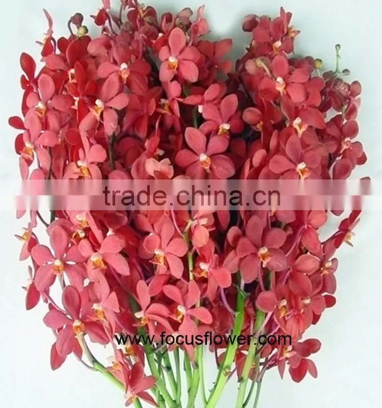 Ornamental Plants Fresh Cut Dendrobium Orchid From Kunming