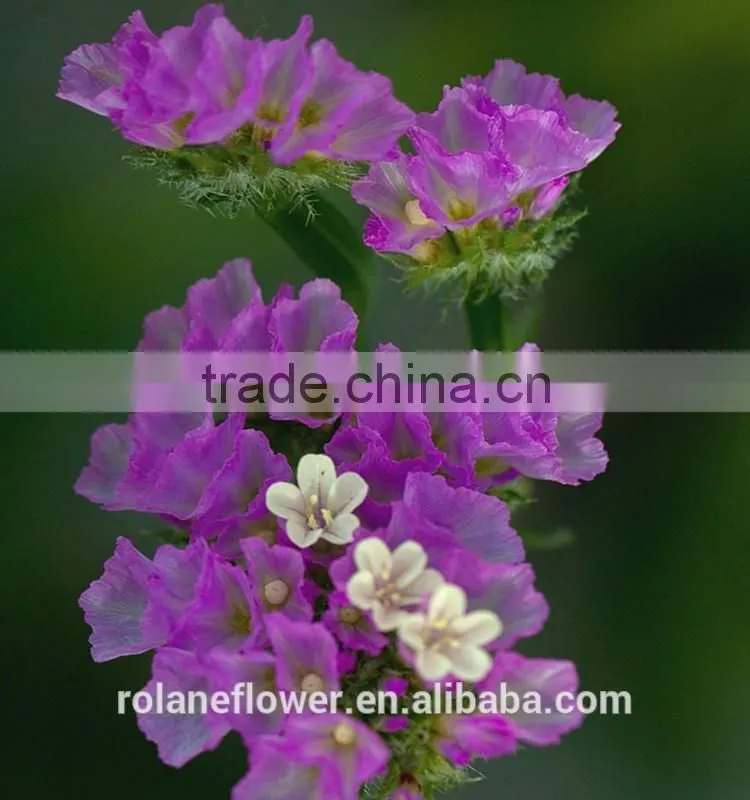 the beautiful decorative foliage purple myosotis flower