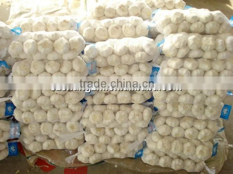 2016 high quality fresh garlic