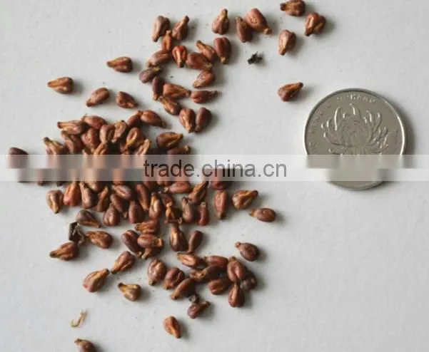 2016 High Germination Rate Big Delicious Grape seeds for sale