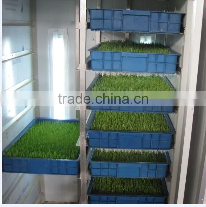 Full Automatic Hydroponic Organic Bean Sprouts Machine