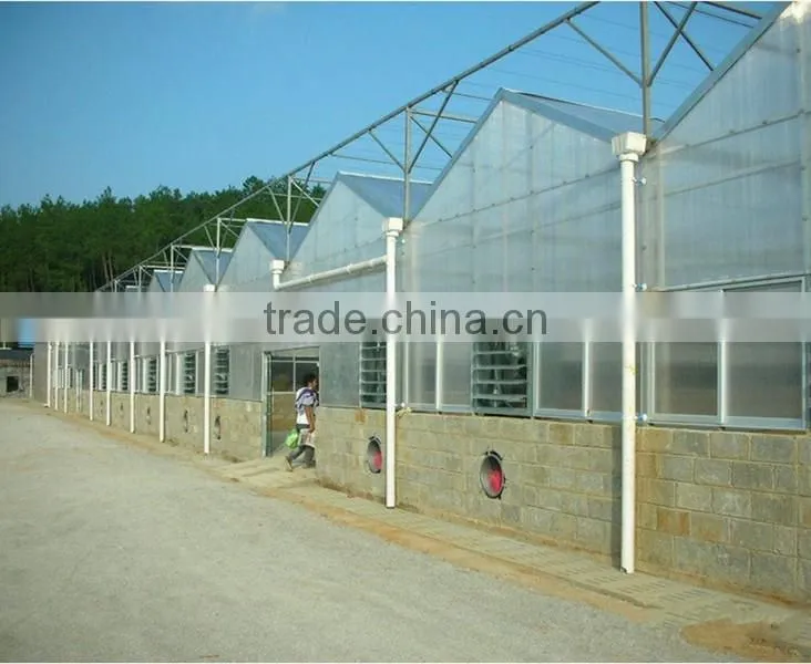 Large Multi-span pig greenhouse , pig house , fiberglass shed