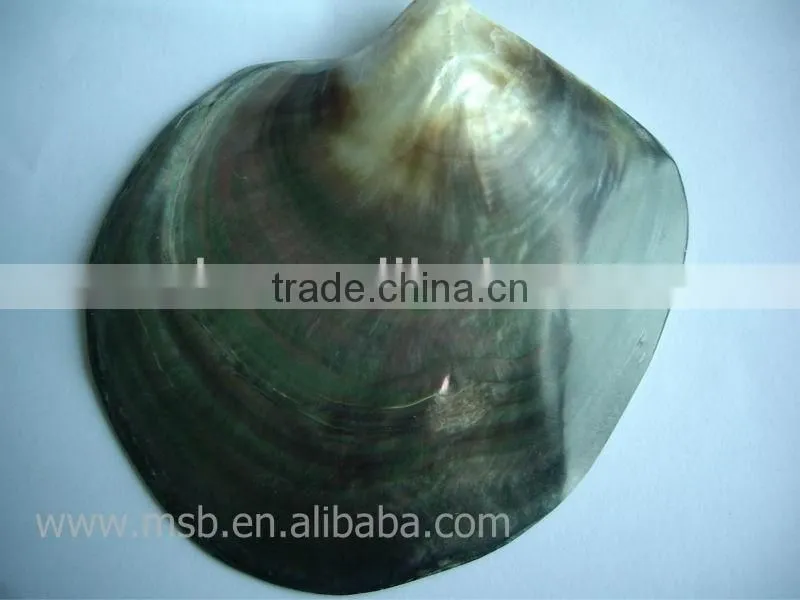 NEW polished tahiti black lip shell plate