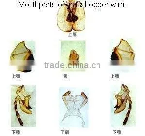 Sample Tulip pollen children miscroscopic slides