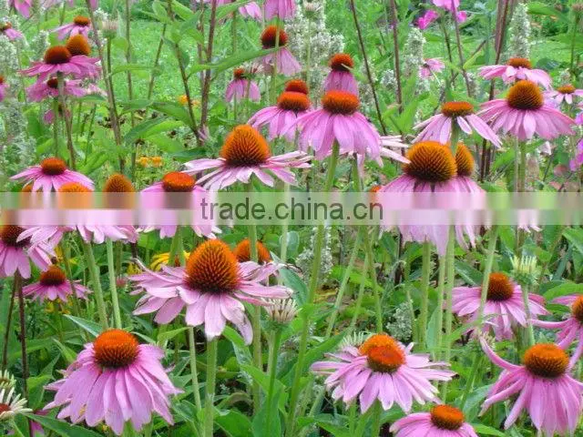 2016 Echinacea root