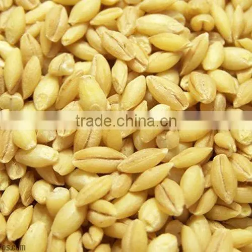 organic hulled barley