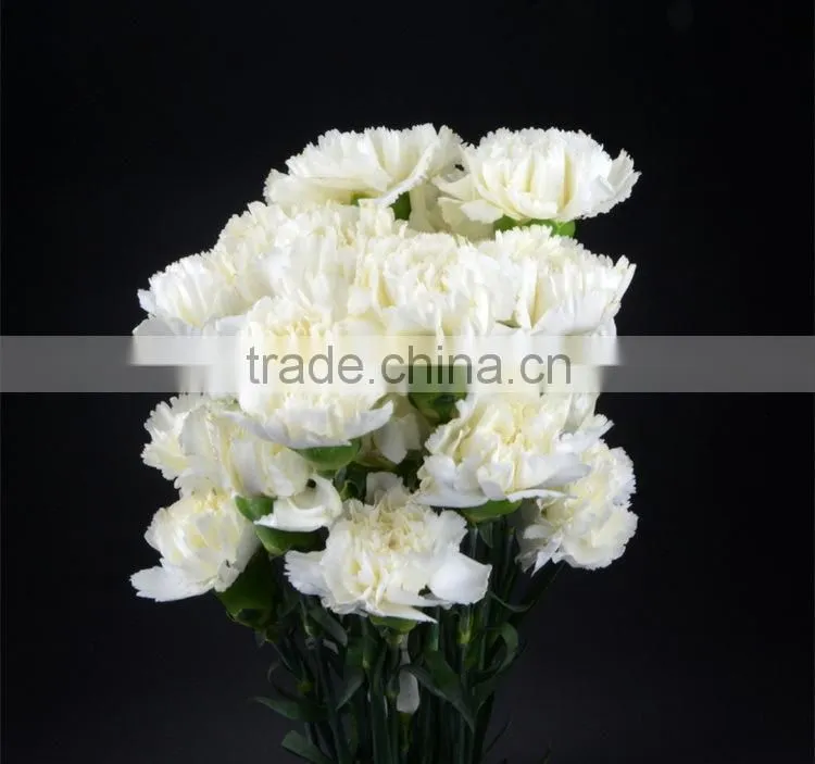 Best quality Snow White carnation flowers export