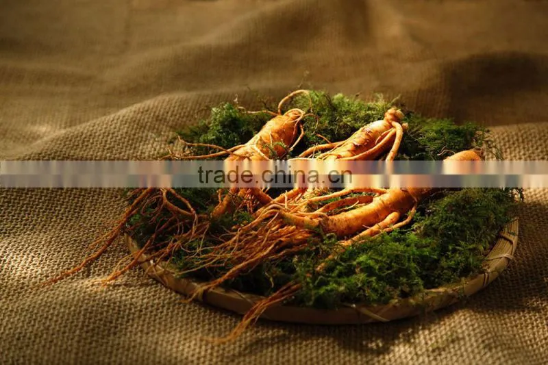 Chinese Amazing Effective herb Pure Natural Panax ginseng Oil