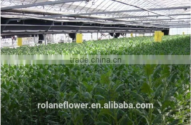 Supply gypsophila million stars cutting new gypsophila with 1kg/bundle from Yunnan, China