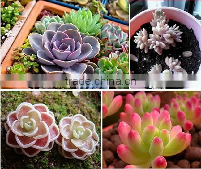 2016 hot sale full spectrum 45W 225 leds panel eshine systems led grow light for Indoor plant Veg Hydroponic