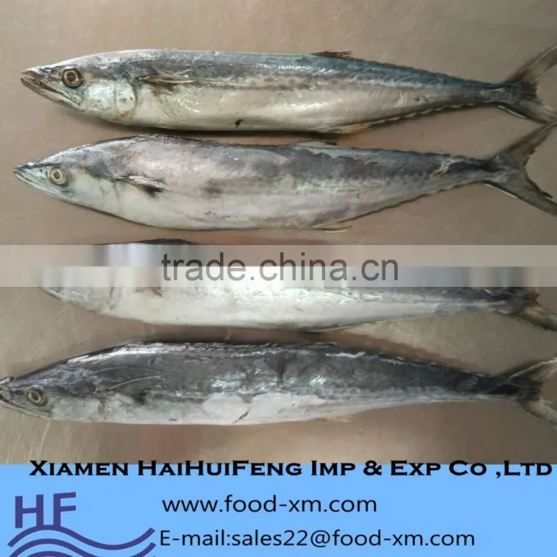 Xiamen Haihuifeng Scomberomorus niphonius
