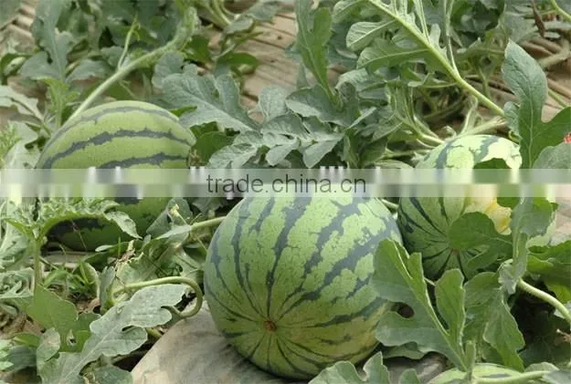 Hybrid high yield watermelon seeds For Growing-Jia Mi No.2