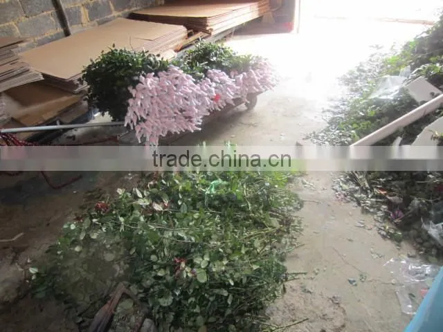 Wholesale Grade A Fresh Roses From India Fresh Rose Petals