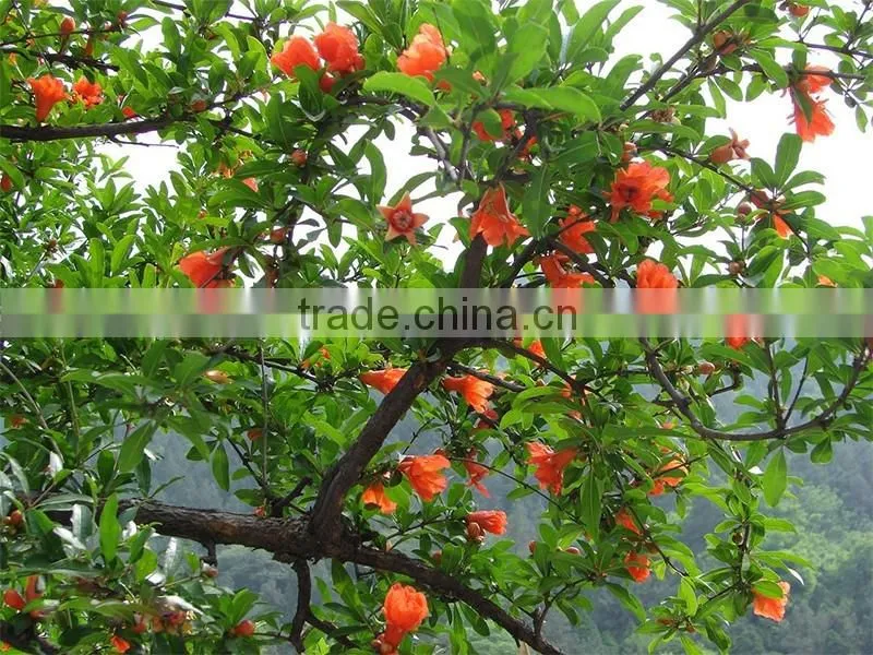 pomegranate tree seedling