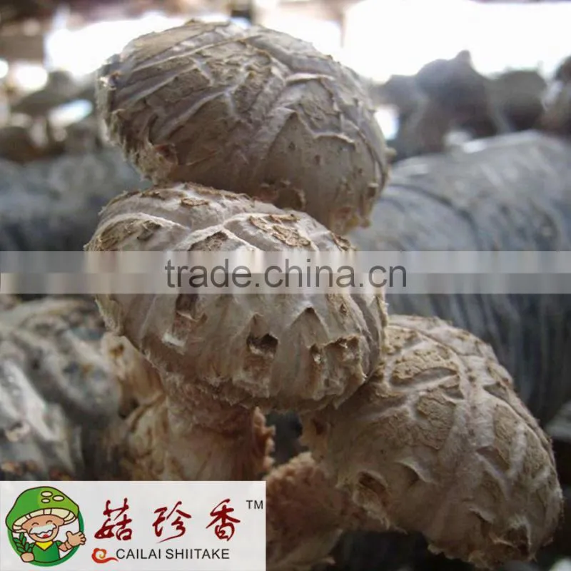 AA quality tea flower shiitake