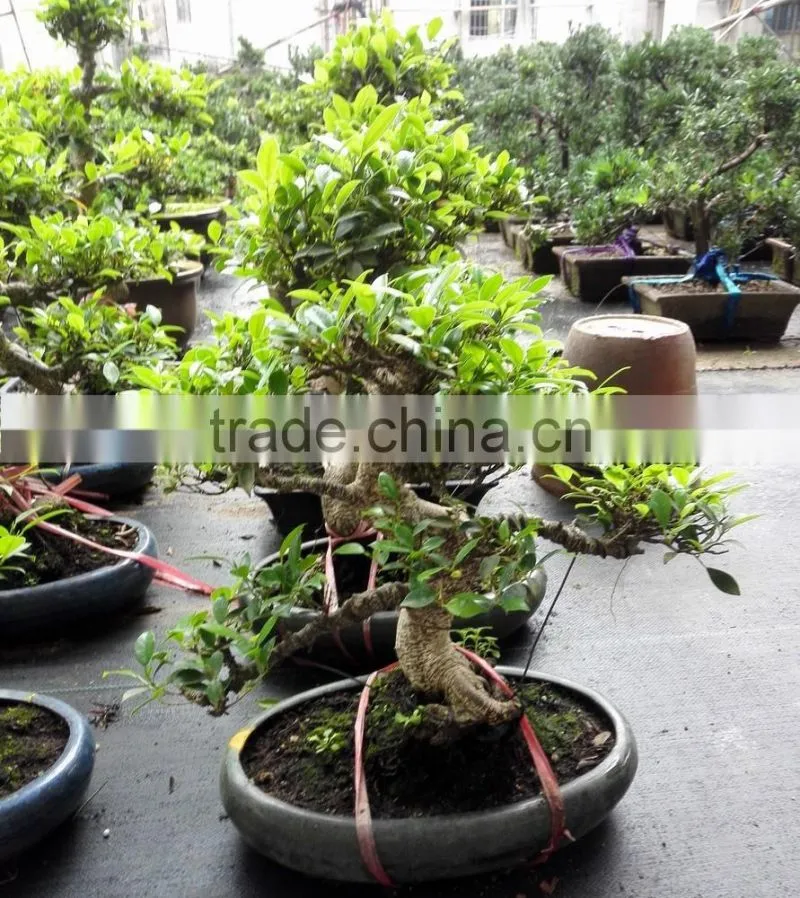 Natural Bonsai Ficus Art Shaped Ficus formosana