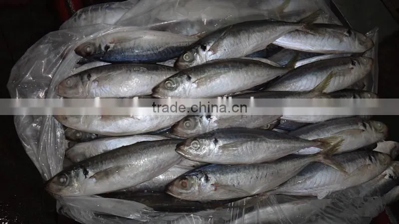 agar agar of horse mackerel