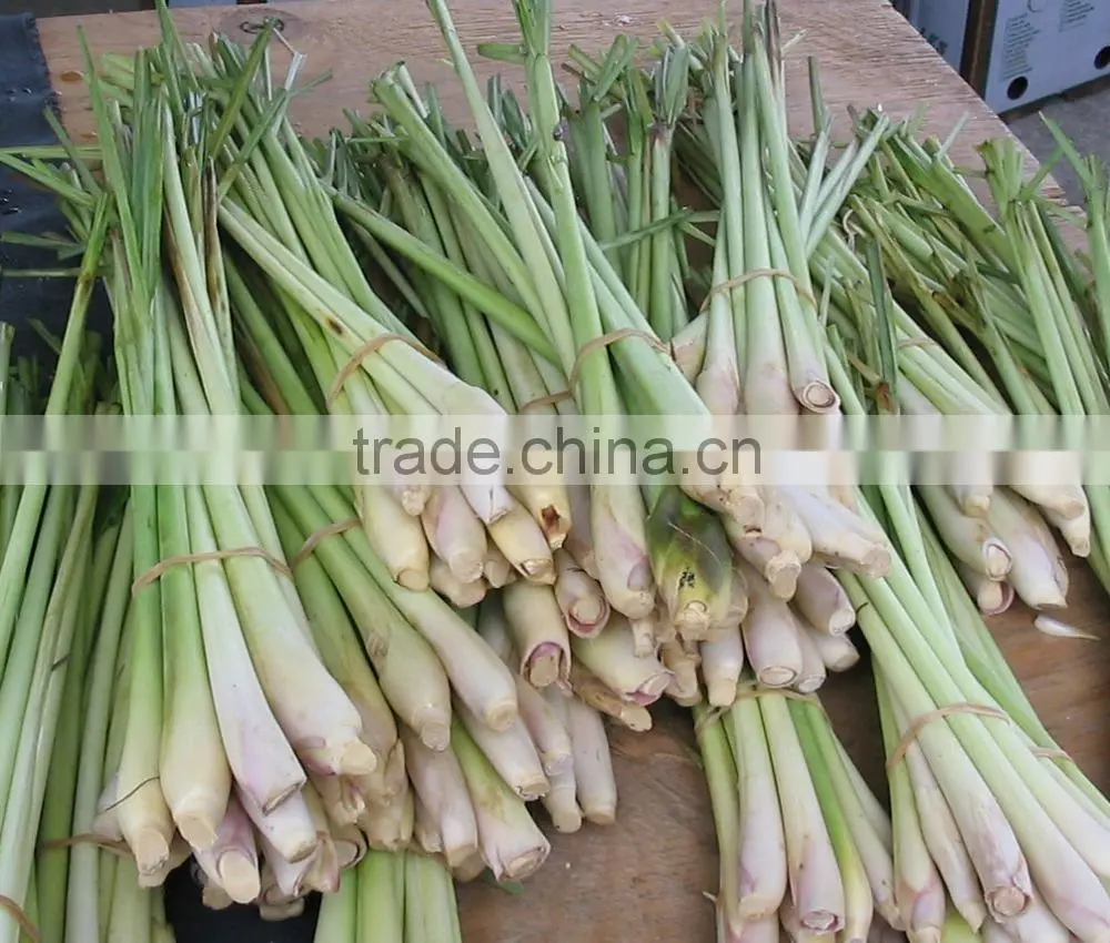 Frozen Lemongrass / Fresh lemongrass / Lemongrass Vietnam
