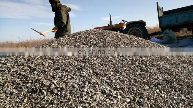 Argentina sunflower high oil seeds
