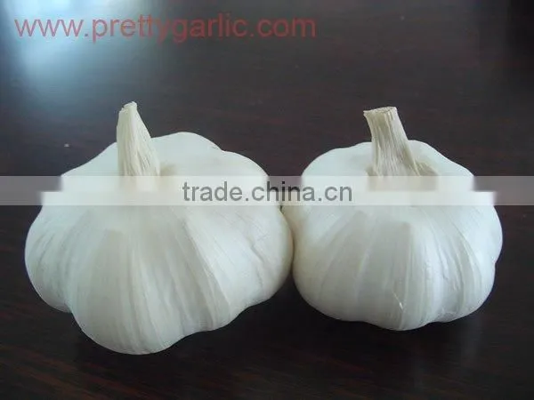 China pure white garlic