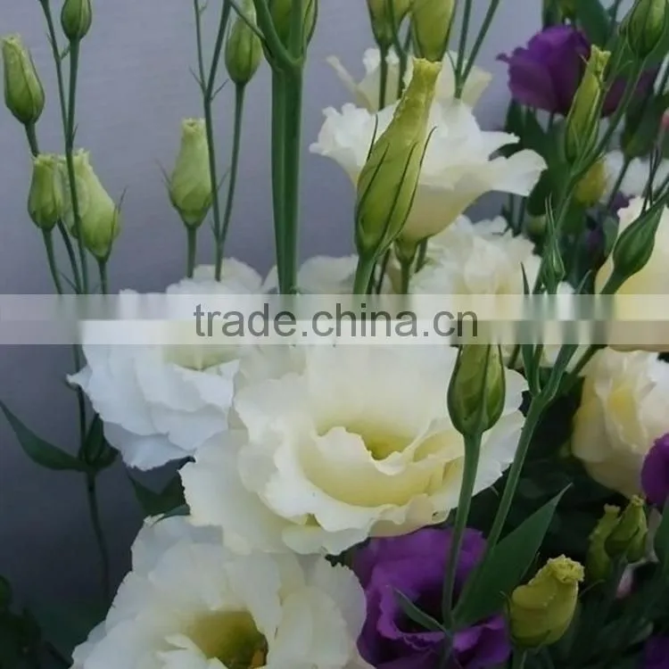 Super quality OEM natural fresh cut flower eustoma