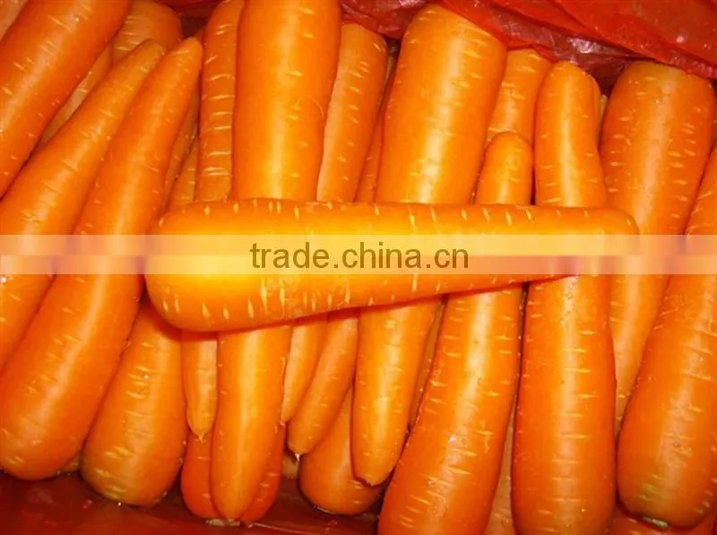Carrot Price Carrot Farm Carrot Exporter 2016 best quality