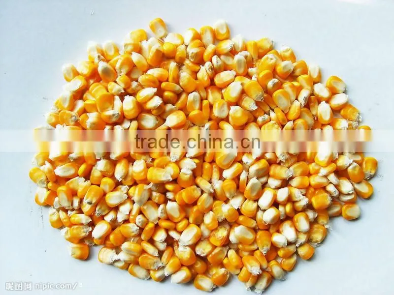 very hot sale maize kernel skin peeler machine by model YMTP350