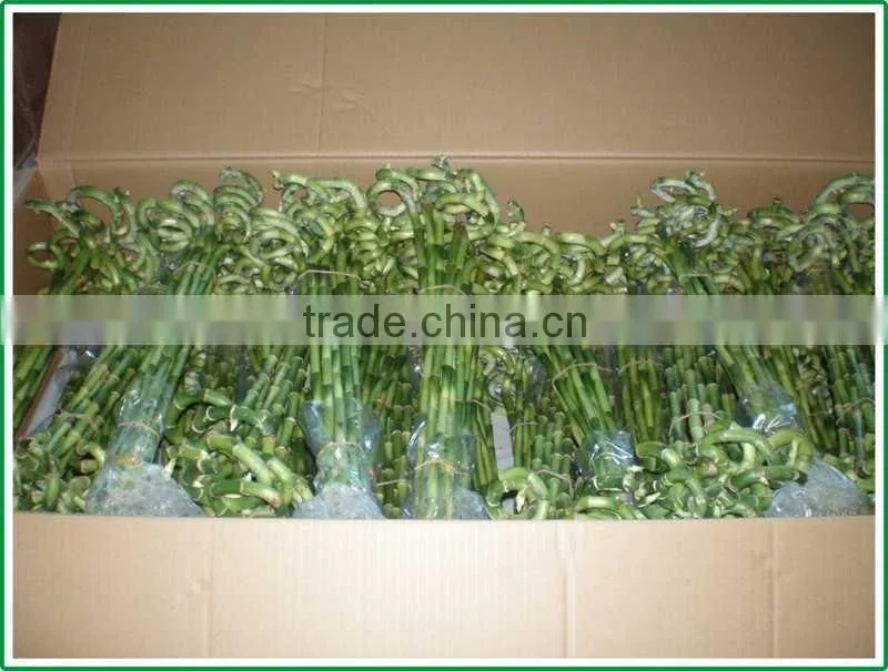 spiral lucky bamboo 25cm-100cm DRACAENA SANDERIANA air bonsai tree indoor aquatic feng shui plants nursery garden decoration