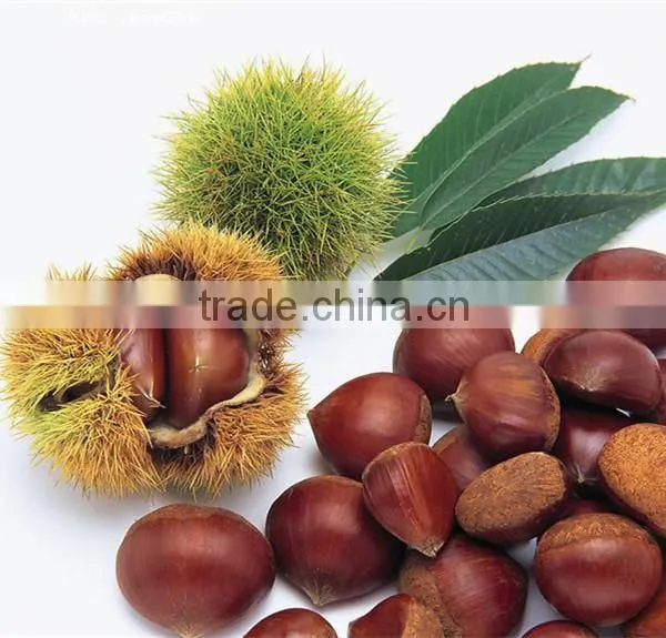 TTN Wholesale Chinese Nuts Chestnut Fresh Chestnuts Snacks