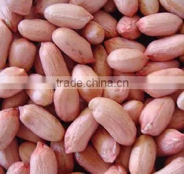 shandong hot sale raw peanuts for sale