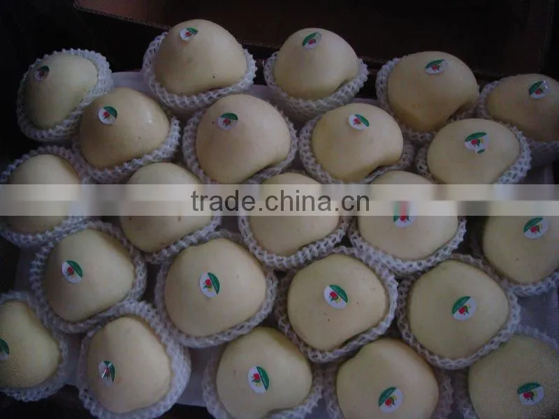 9KG Fresh Golden Pear 40-44 Size