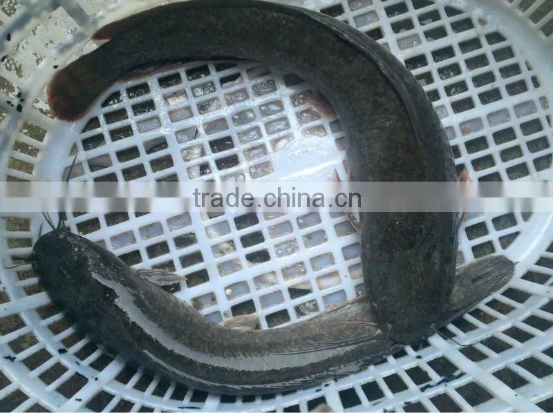 Xiamen catfish farming catfish for sale