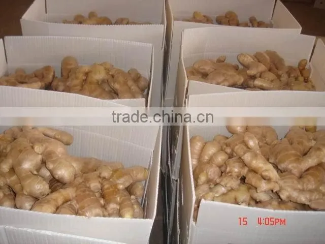 2016 China fresh ginger for sale