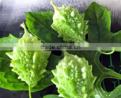 Anti Diabetic Herbal Tea - Panas Karantina with Global Gap Certify