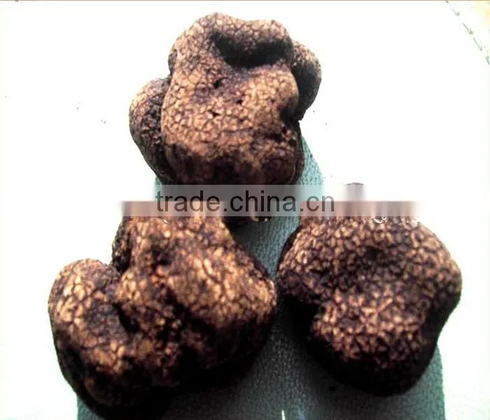 Truffles tartufi, Chinese truffle