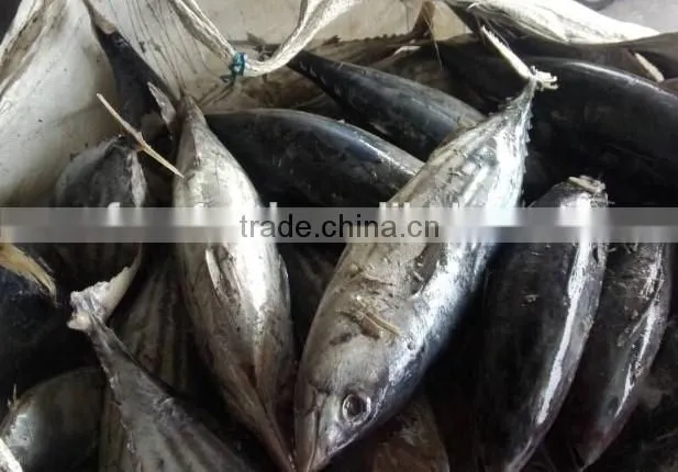 high grade skipjack tuna on sale