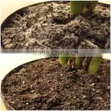 Neem Soil